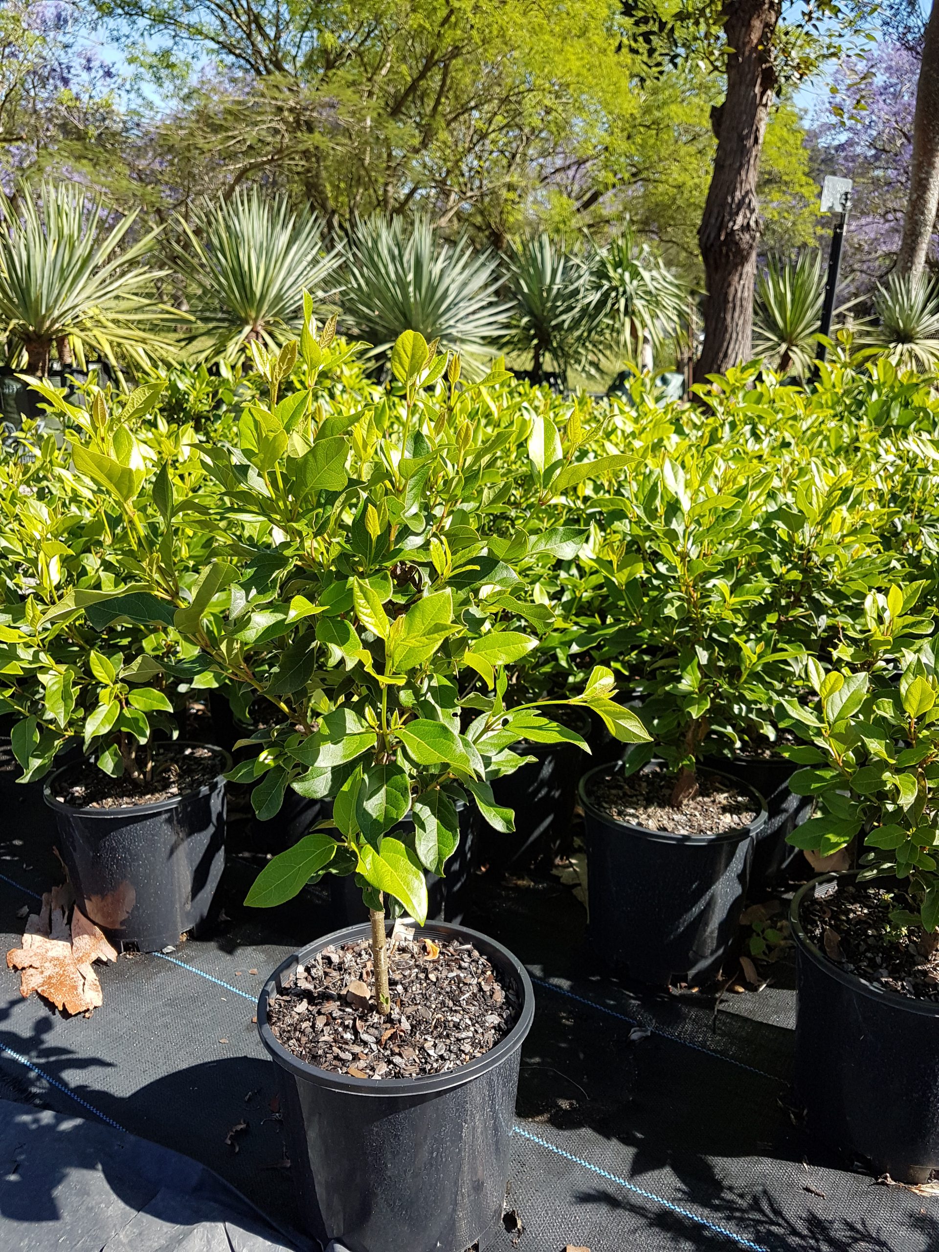 Stock • Mt Nathan Wholesale Nursery