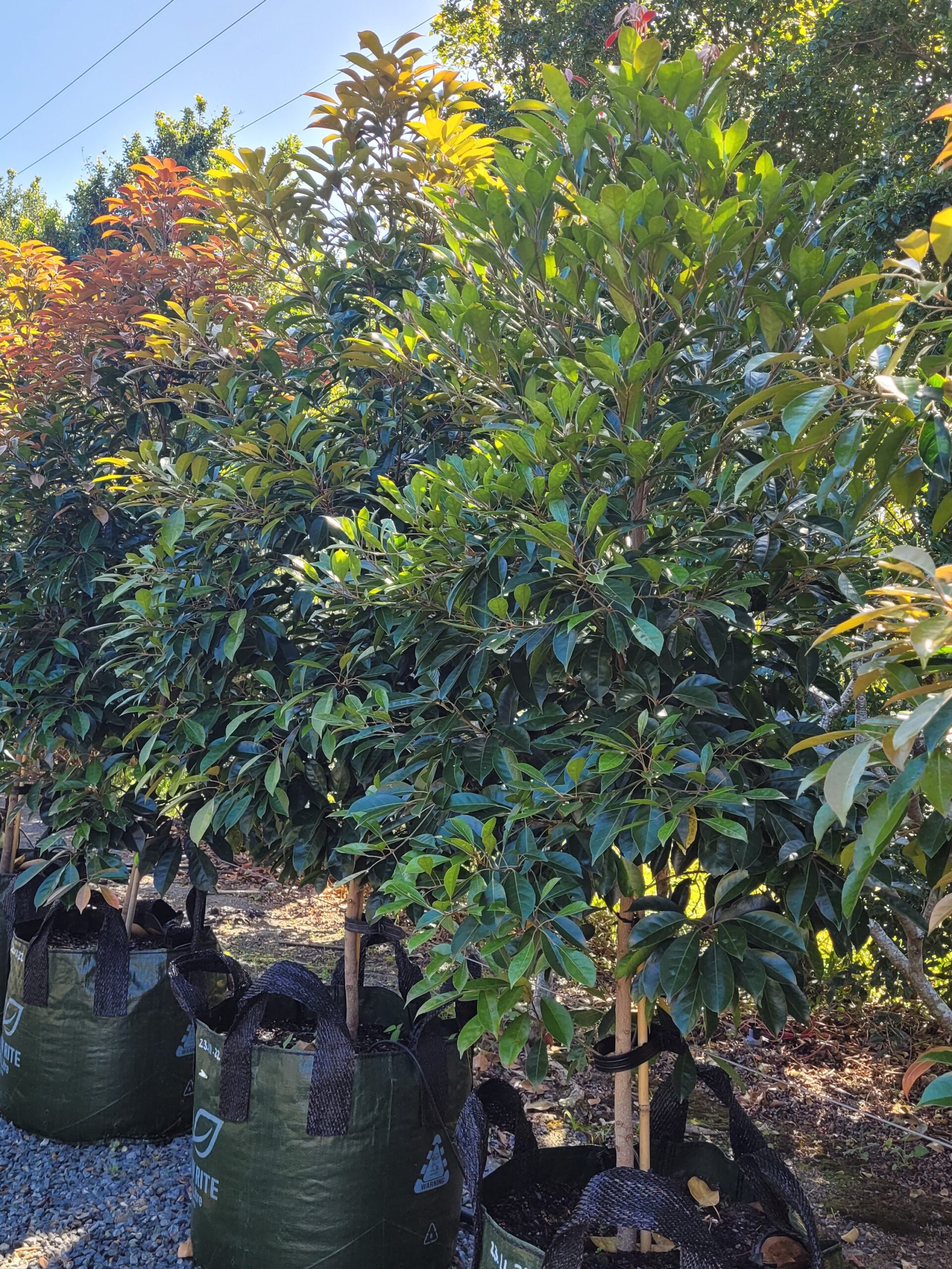 Trees • Mt Nathan Wholesale Nursery