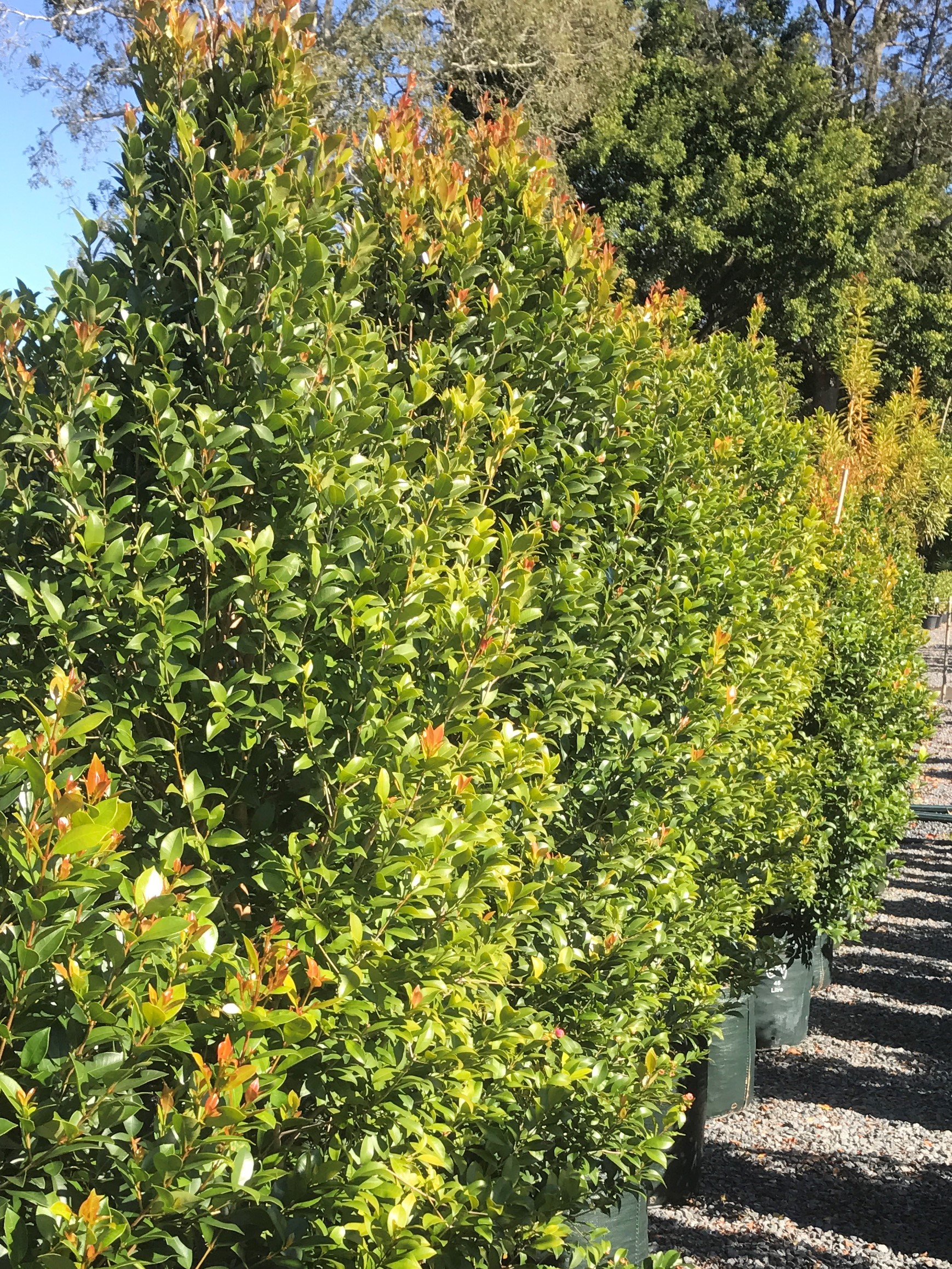 Trees • Mt Nathan Wholesale Nursery